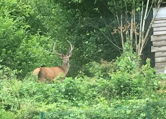 Du Champs Des Semeaux * Wisches